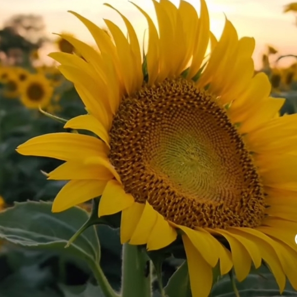 Meet your Posher, Alice - Picture 2 of 2